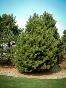 Сосна Чёрная (Pinus Nigra) купить по цене от 270.00р. в интернет-магазине «Посадика» с доставкой почтой в в Абакане и по всей России – [изображение №1].