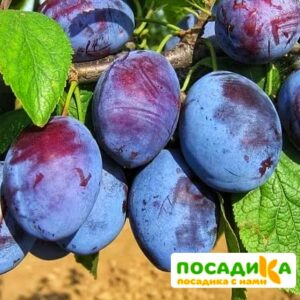 Слива Чачакская ранняя купить по цене от 229.00р. в интернет-магазине «Посадика» с доставкой почтой в в Абакане и по всей России – [изображение №1].