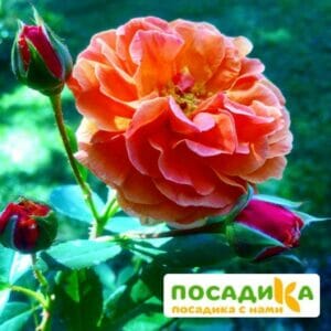 Роза Арабия купить по цене от 350.00р. в интернет-магазине «Посадика» с доставкой почтой в в Абакане и по всей России – [изображение №1].