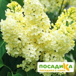 Сирень Примроуз (Primrose) купить по цене от 529.00р. в интернет-магазине «Посадика» с доставкой почтой в в Абакане и по всей России – [изображение №1].