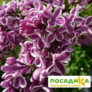 Сирень Сенсация купить по цене от 529.00р. в интернет-магазине «Посадика» с доставкой почтой в в Абакане и по всей России – [изображение №1].