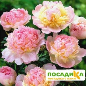 Пион Распберри Сандей (Paeonia Raspberry Sundae) купить по цене от 959р. в интернет-магазине «Посадика» с доставкой почтой в в Абакане и по всей России – [изображение №1].