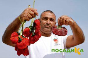 Клубника Гигант Джорнея купить по цене от 266р. в интернет-магазине «Посадика» с доставкой почтой в в Абакане и по всей России – [изображение №1].