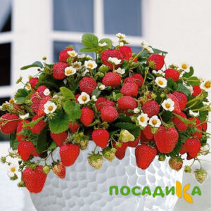 Клубника Рубиновый Шепот (горшечная) купить по цене от 240р. в интернет-магазине «Посадика» с доставкой почтой в в Абакане и по всей России – [изображение №1].