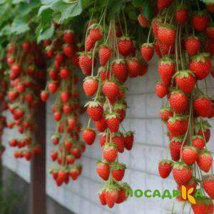 Клубника вьющаяся Комплимент купить по цене от 470р. в интернет-магазине «Посадика» с доставкой почтой в в Абакане и по всей России – [изображение №1].