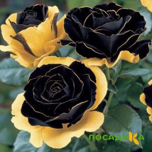 Роза Ханни Сикл купить по цене от 700р. в интернет-магазине «Посадика» с доставкой почтой в в Абакане и по всей России – [изображение №1].