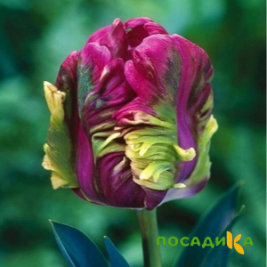 Тюльпан Экзотик Хэвен купить по цене от 186р. в интернет-магазине «Посадика» с доставкой почтой в в Абакане и по всей России – [изображение №1].