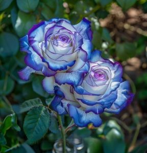 Роза Пэтолз Хоуп купить по цене от 333р. в интернет-магазине «Посадика» с доставкой почтой в в Абакане и по всей России – [изображение №1].