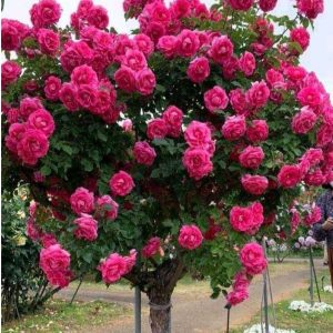 Роза Версаля купить по цене от 232р. в интернет-магазине «Посадика» с доставкой почтой в в Абакане и по всей России – [изображение №1].