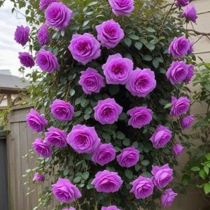 Роза Мистик Уайт купить по цене от 620р. в интернет-магазине «Посадика» с доставкой почтой в в Абакане и по всей России – [изображение №1].