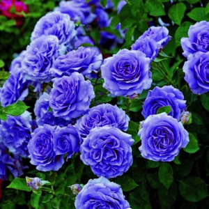 Роза Блю Мун купить по цене от 450р. в интернет-магазине «Посадика» с доставкой почтой в в Абакане и по всей России – [изображение №1].