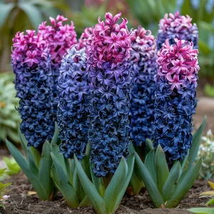 Гиацинт Блю Спринг купить по цене от 2099р. в интернет-магазине «Посадика» с доставкой почтой в в Абакане и по всей России – [изображение №1].