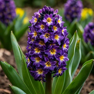 Гиацинт Вельвет Колор купить по цене от 2099р. в интернет-магазине «Посадика» с доставкой почтой в в Абакане и по всей России – [изображение №1].