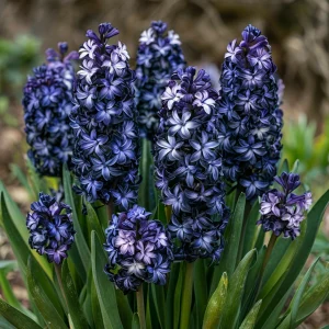 Гиацинт Блум Клауд купить по цене от 2099р. в интернет-магазине «Посадика» с доставкой почтой в в Абакане и по всей России – [изображение №1].