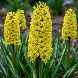 Гиацинт Сансет Голд купить по цене от 2099р. в интернет-магазине «Посадика» с доставкой почтой в в Абакане и по всей России – [изображение №1].