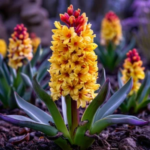 Гиацинт Миднайт Мистери купить по цене от 2099р. в интернет-магазине «Посадика» с доставкой почтой в в Абакане и по всей России – [изображение №1].