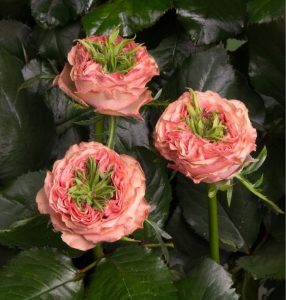 Роза Амбер Инчант купить по цене от 495р. в интернет-магазине «Посадика» с доставкой почтой в в Абакане и по всей России – [изображение №1].