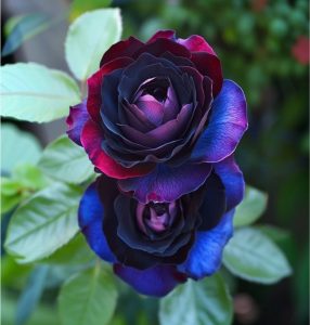 Роза Скарлет Рэвери купить по цене от 489р. в интернет-магазине «Посадика» с доставкой почтой в в Абакане и по всей России – [изображение №1].