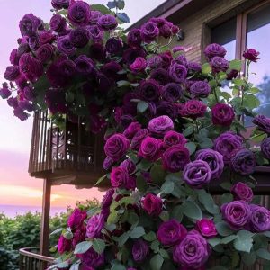 Роза Плетистая Плум Пэшн купить по цене от 610р. в интернет-магазине «Посадика» с доставкой почтой в в Абакане и по всей России – [изображение №1].