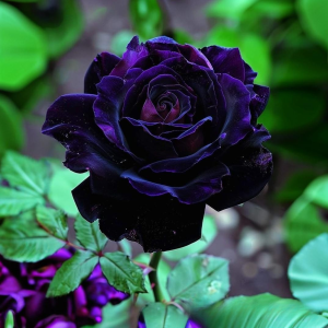 Роза Блэк Пантер купить по цене от 319р. в интернет-магазине «Посадика» с доставкой почтой в в Абакане и по всей России – [изображение №1].