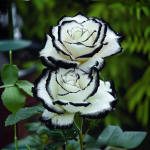 Роза Силк Ивин купить по цене от 319р. в интернет-магазине «Посадика» с доставкой почтой в в Абакане и по всей России – [изображение №1].