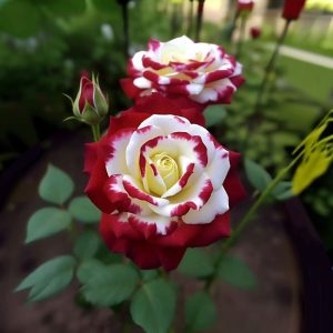 Роза Роял Глом купить по цене от 401р. в интернет-магазине «Посадика» с доставкой почтой в в Абакане и по всей России – [изображение №1].