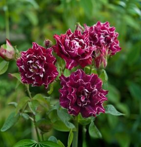 Роза Опаловый Пейзаж купить по цене от 490р. в интернет-магазине «Посадика» с доставкой почтой в в Абакане и по всей России – [изображение №1].