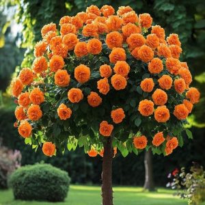 Роза Солнечный Шарм купить по цене от 349р. в интернет-магазине «Посадика» с доставкой почтой в в Абакане и по всей России – [изображение №1].