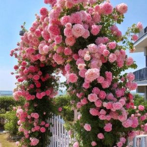 Роза Пастель Розе купить по цене от 605р. в интернет-магазине «Посадика» с доставкой почтой в в Абакане и по всей России – [изображение №1].