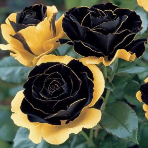 Роза Ханни Сикл купить по цене от 700р. в интернет-магазине «Посадика» с доставкой почтой в в Абакане и по всей России – [изображение №1].