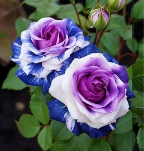 Роза Айвори Каскад купить по цене от 420р. в интернет-магазине «Посадика» с доставкой почтой в в Абакане и по всей России – [изображение №1].