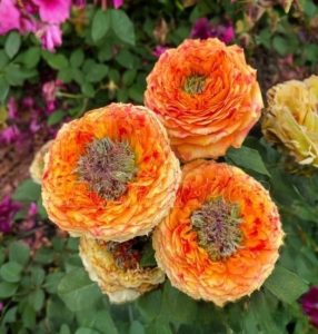 Роза Золотой Мираж купить по цене от 420р. в интернет-магазине «Посадика» с доставкой почтой в в Абакане и по всей России – [изображение №1].