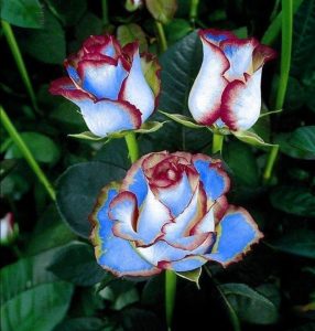 Роза Сафайер Пэтл купить по цене от 450р. в интернет-магазине «Посадика» с доставкой почтой в в Абакане и по всей России – [изображение №1].