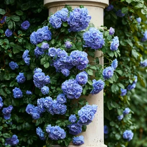 Роза плетистая Блю Перпл купить по цене от 540р. в интернет-магазине «Посадика» с доставкой почтой в в Абакане и по всей России – [изображение №1].